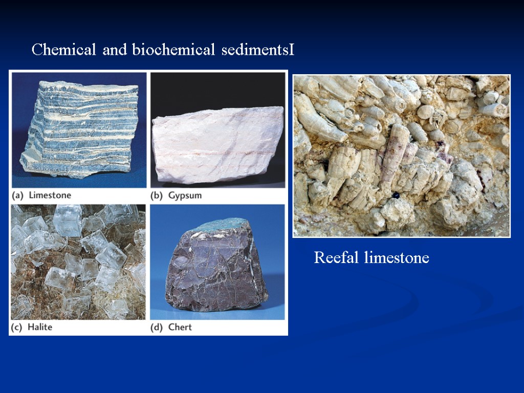 Chemical and biochemical sedimentsI Reefal limestone